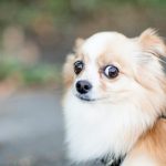 perros pequeños razas