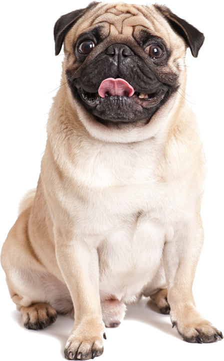Contacto Mis Adorables Cachorros