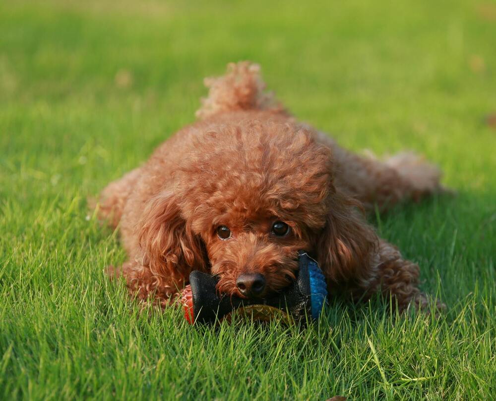 mis adorables cachorros criadero canino