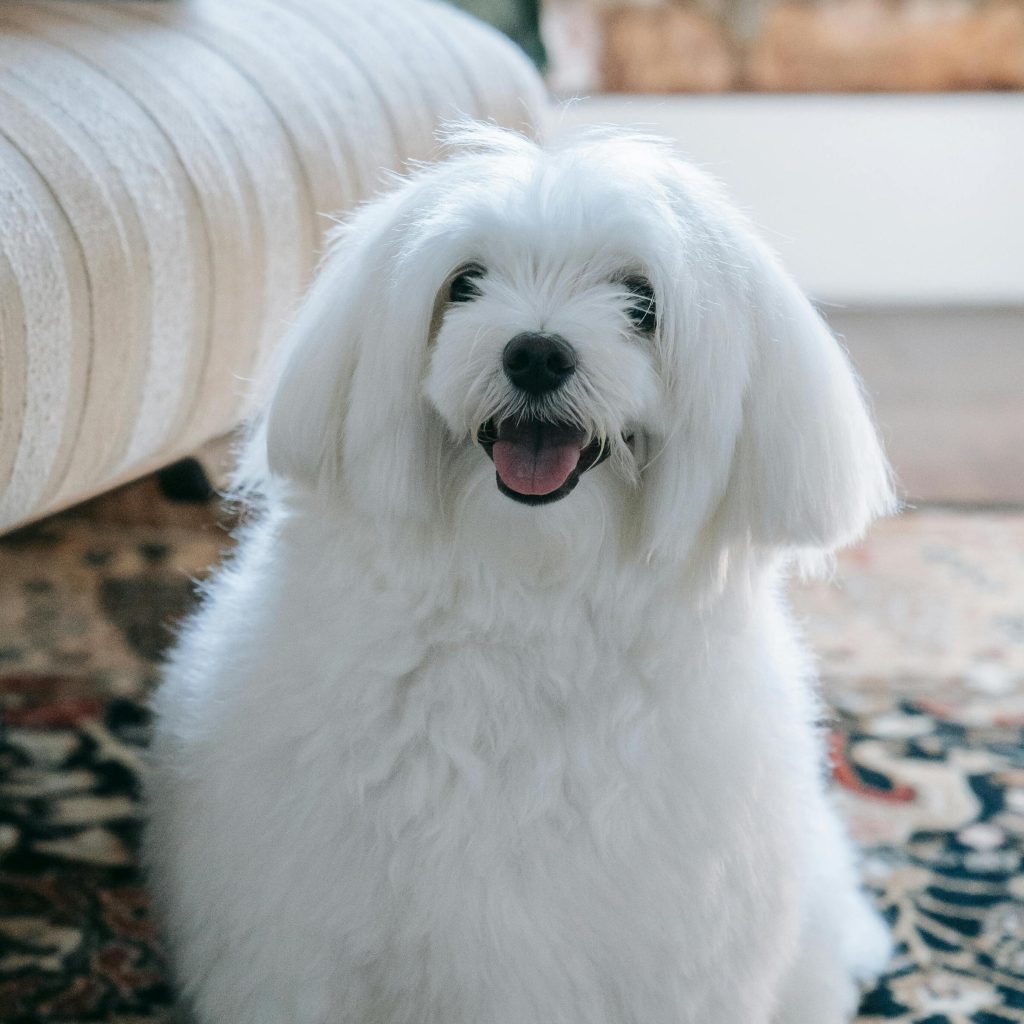 raza bichon maltes
