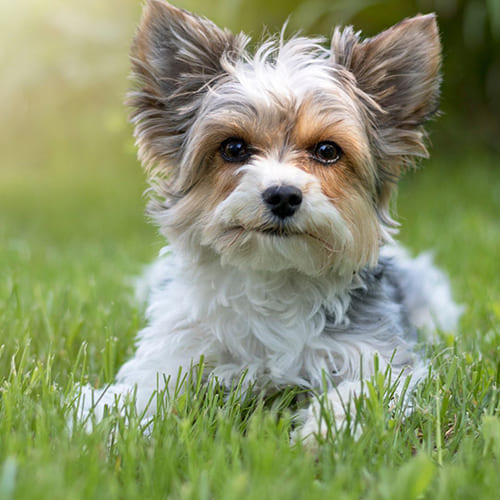raza biewer terrier