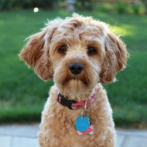 raza cavapoo