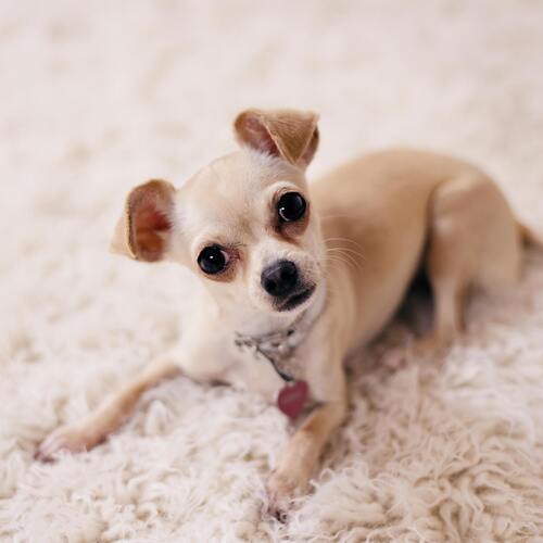 raza chihuahua