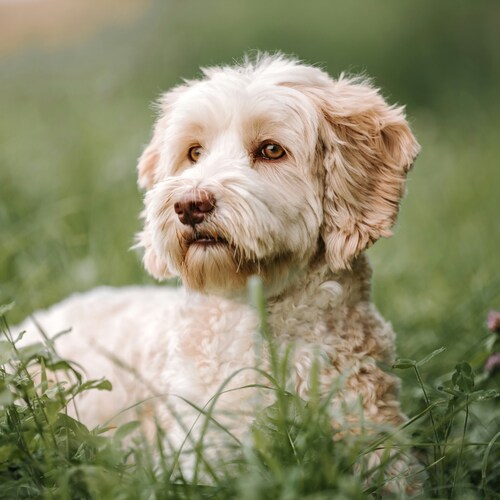 raza labradoodle