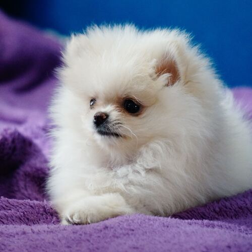 raza pomerania