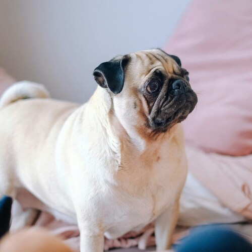 raza pug carlino