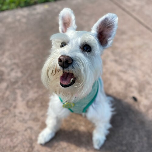 raza schnauzer miniatura