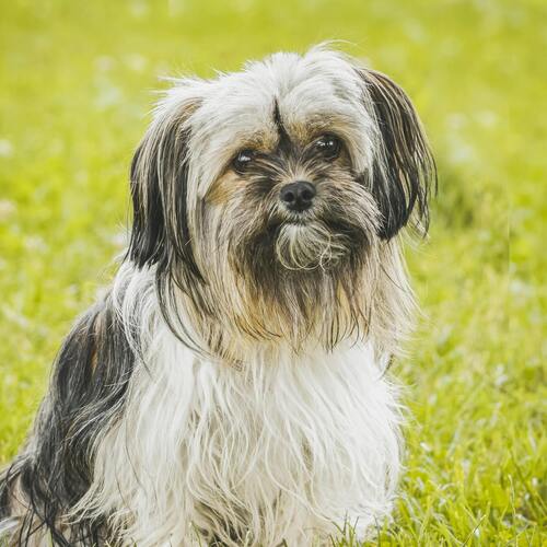 raza shi tzu