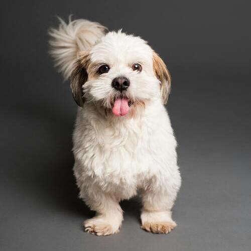 raza shih poo
