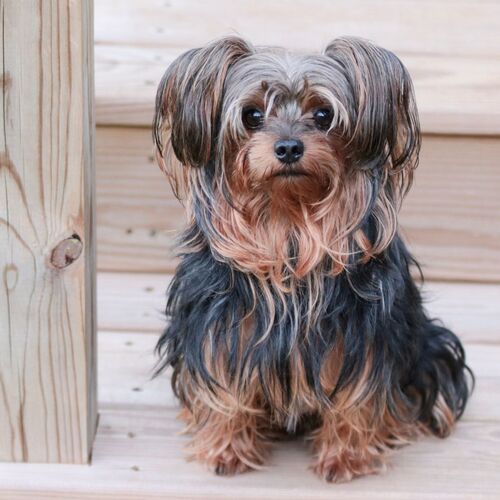 raza yorkie poo