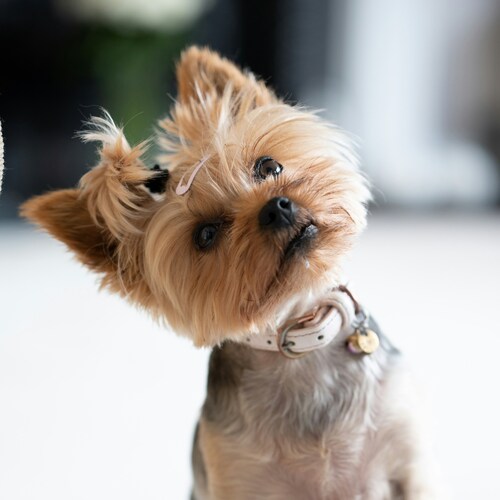 raza yorkshire terrier