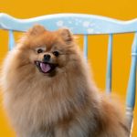 tipos de pomeranias