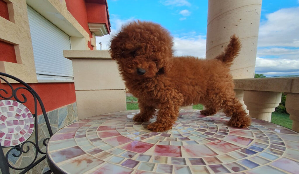 Opiniones y reseñas Mis Adorables Cachorros
