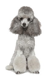 Caniche Toy en venta