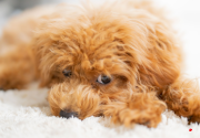 cachorro caniche toy