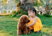 cachorros caniche toy