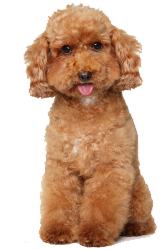 caniche toy precio-