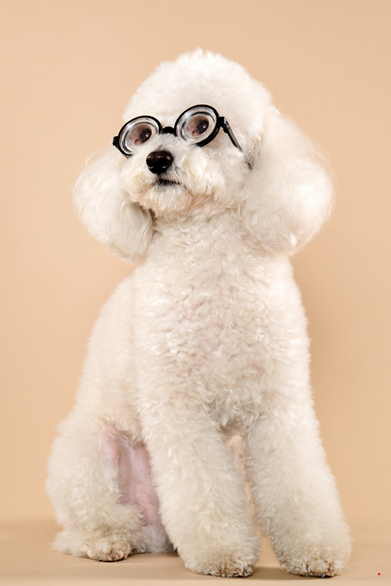 criaderos caniche toy-