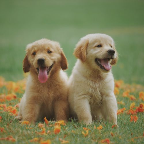 golden retriever