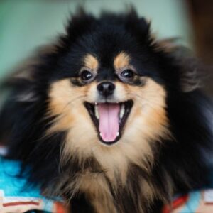 Pomerania toy