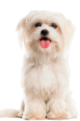bichon americano