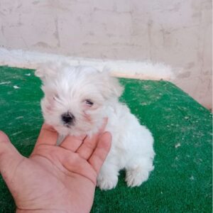 bichón maltés americano criadero