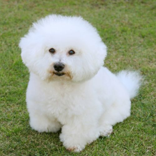 bichon maltes coreano precio