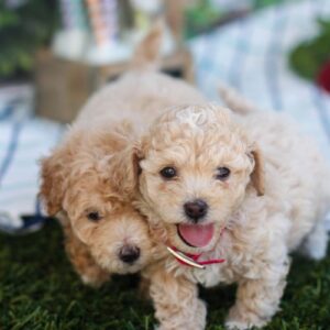 cachorro maltipoo 10