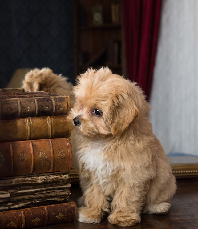 cachorro maltipoo 11