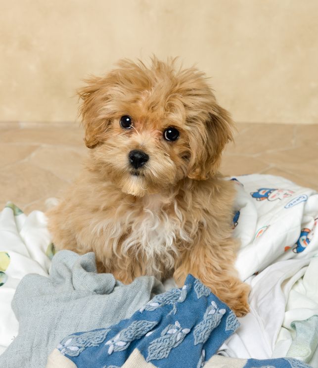 cachorro maltipoo 12