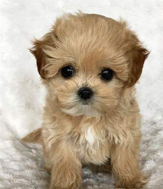cachorro maltipoo 2
