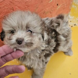 cachorro maltipoo 3