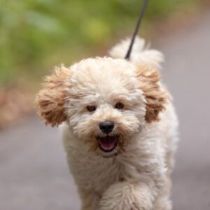 cachorro maltipoo 5