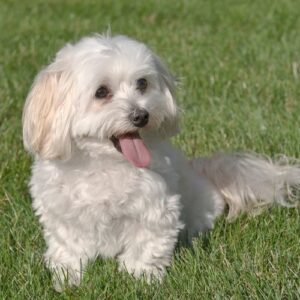 cachorro maltipoo 6