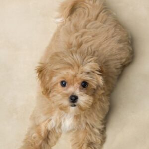 cachorro maltipoo 7
