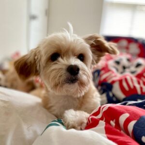 cachorro maltipoo 8