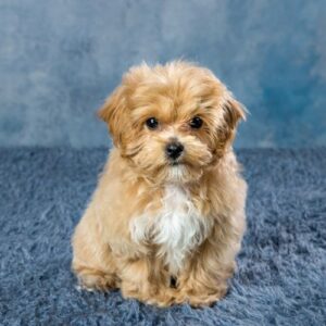 cachorro maltipoo 9