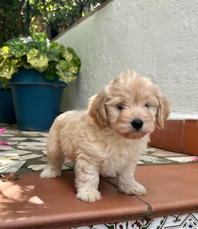 cachorro maltipoo
