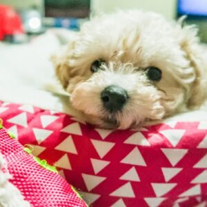 cachorro maltipoo4