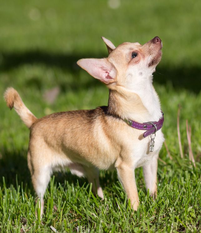 chihuahua 11