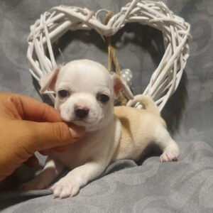 chihuahua 2