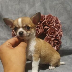 chihuahua 4