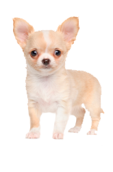 chihuahua 6