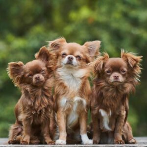 chihuahua cabeza de manzana criadero