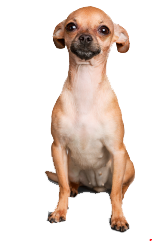 chihuahua cabeza de manzana