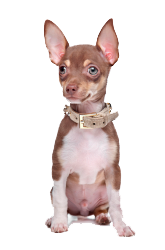 chihuahua pelo corto