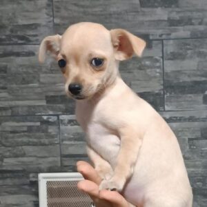chihuahua pelo largo criadero