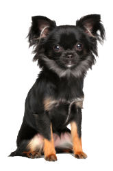 chihuahua pelo largo