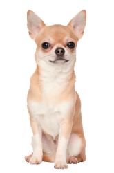 chihuahua toy