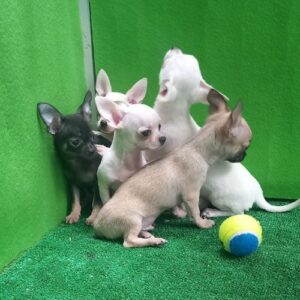 chihuahuas criadero